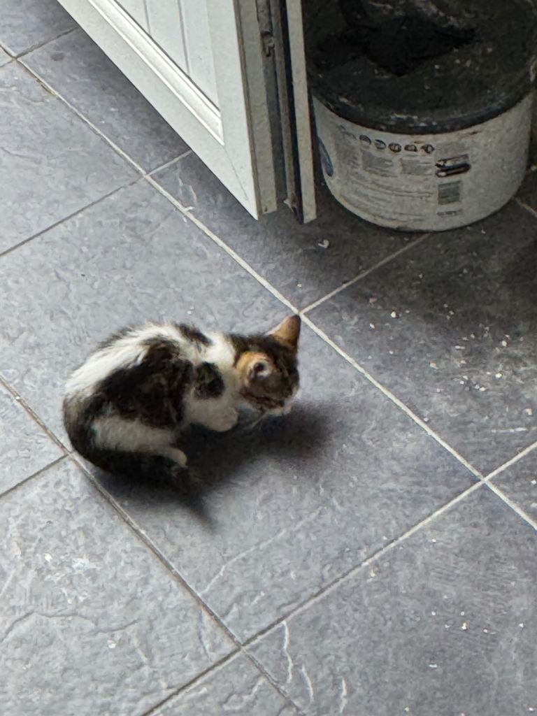 Kitten 