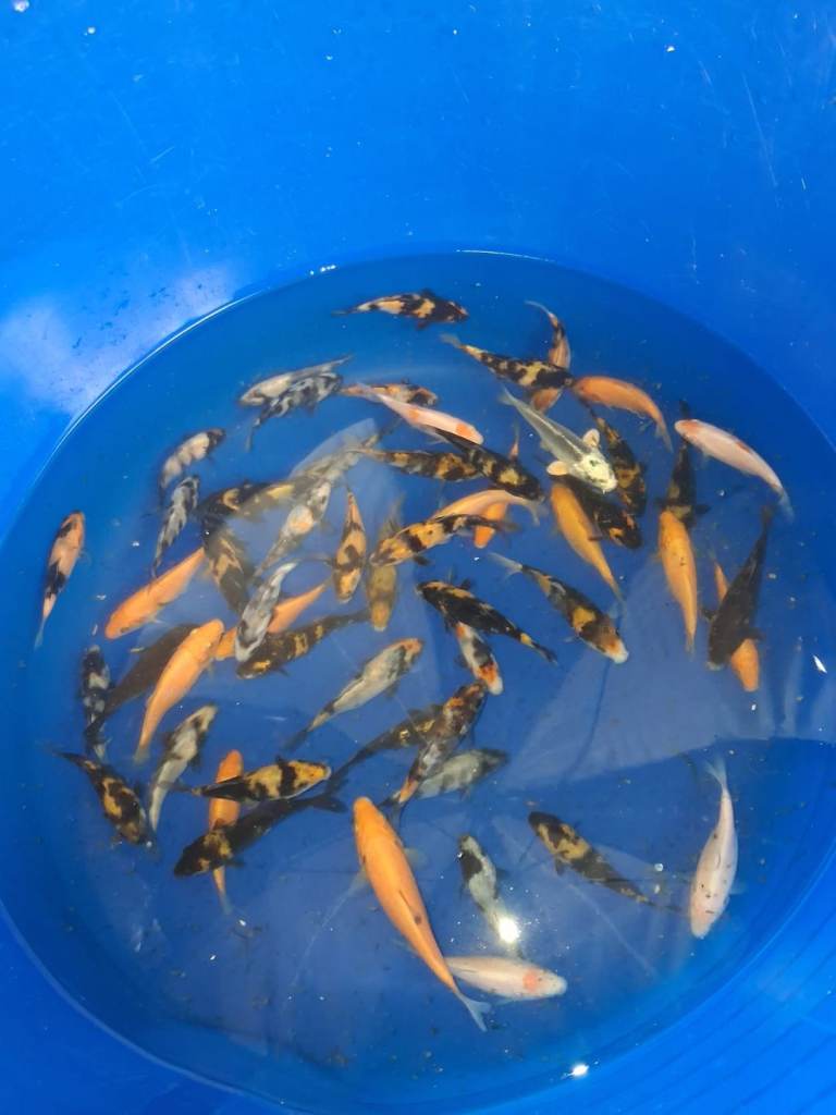koi carp + mirror carp for sale