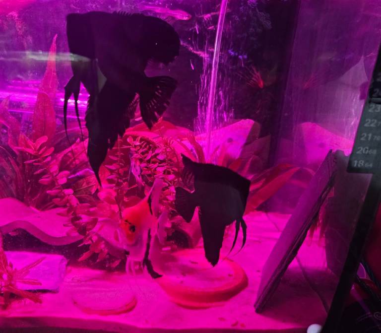 Young adult ANgel fish, and rare Montezuma Swordtails for sale