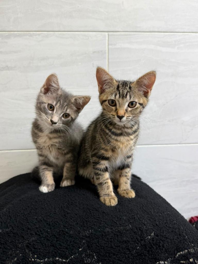 Two Mixed Breed Female Kittens — READY NOW