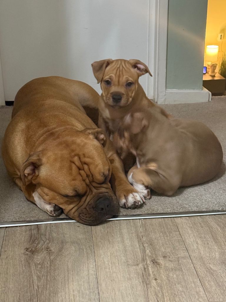 Old English Bulldog Puppy