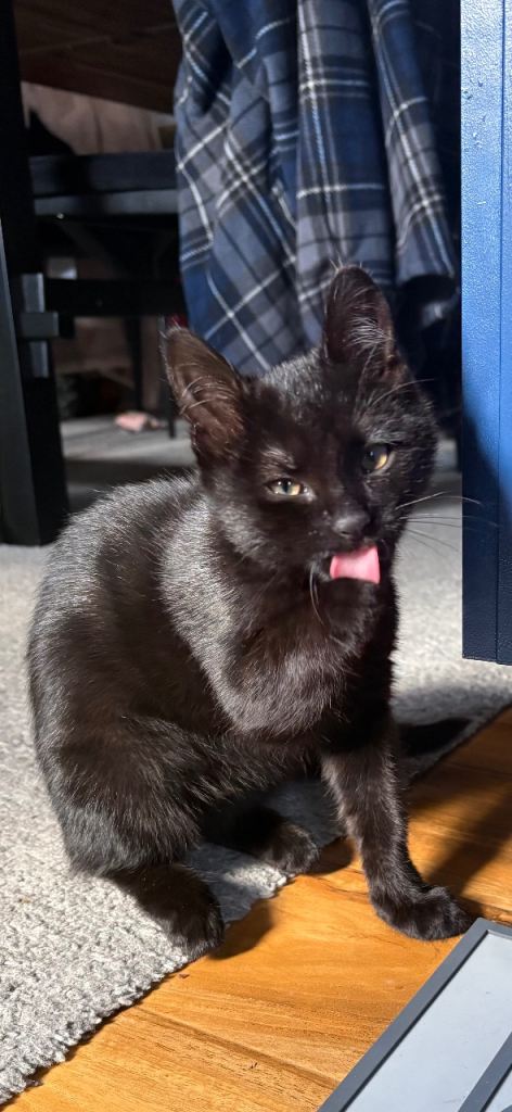 Female kitten 