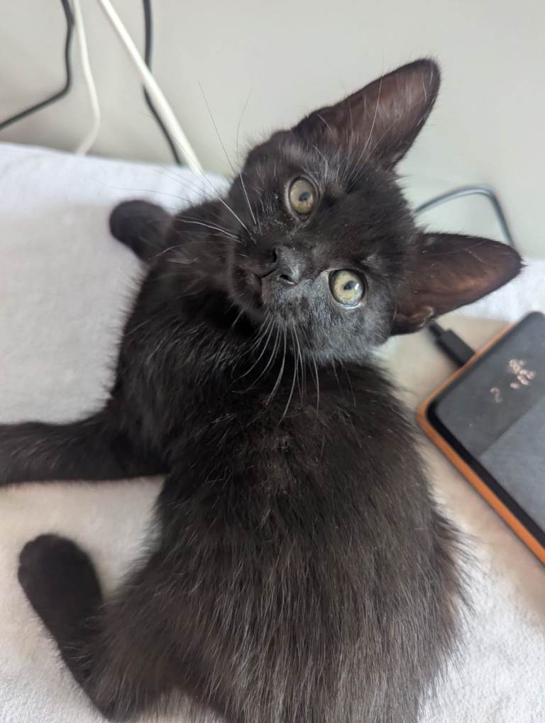 1 Playful kittens ready for their loving forever home