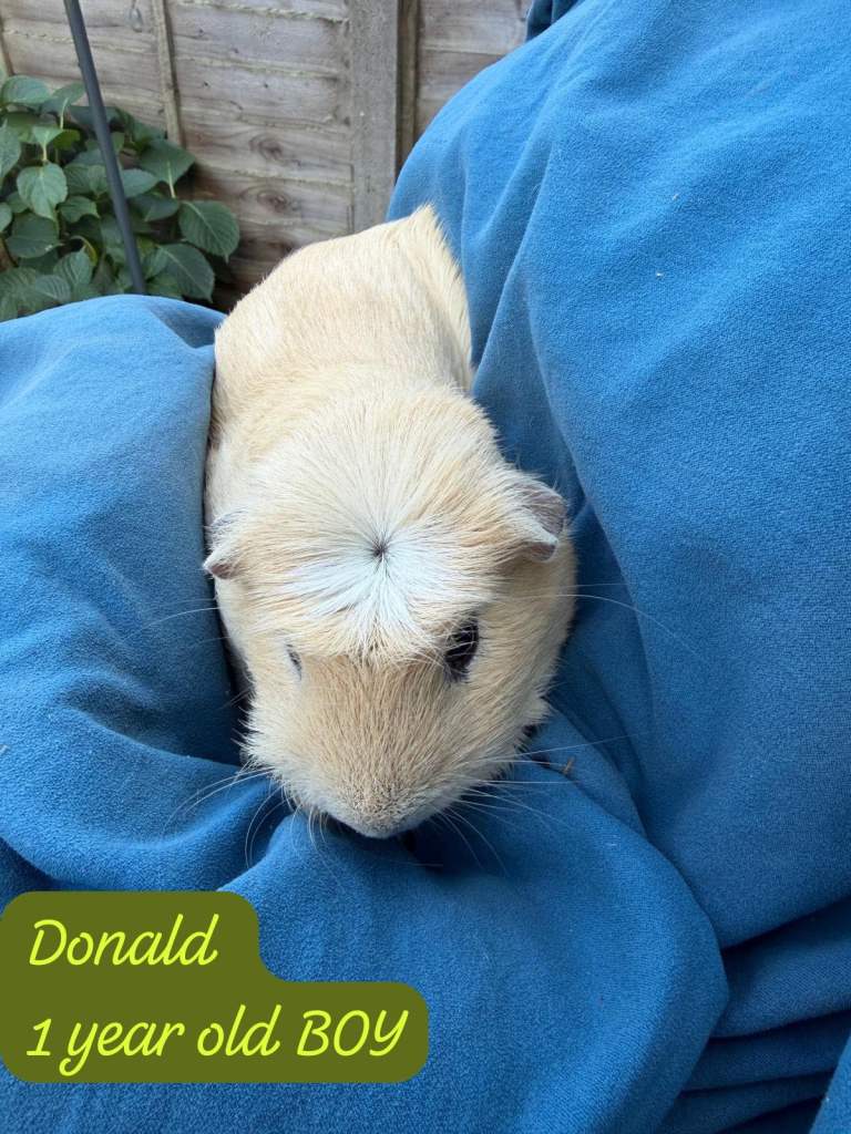 Guinea Pigs for sale in Camberley 