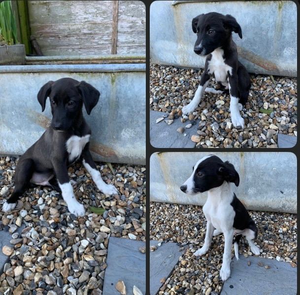 Lurcher puppies, Bedlington, Whippet, Collie, Wheaton mix 