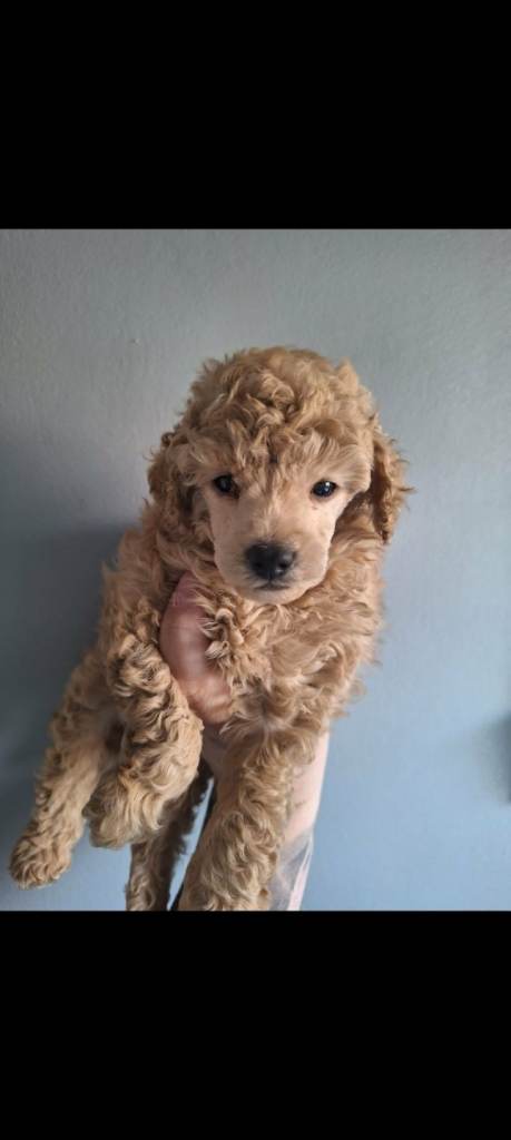 TOY-POODLE 