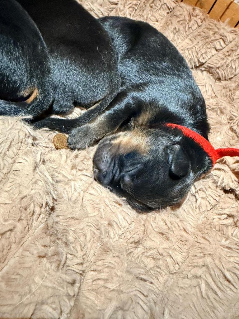 Rottweiler puppies 