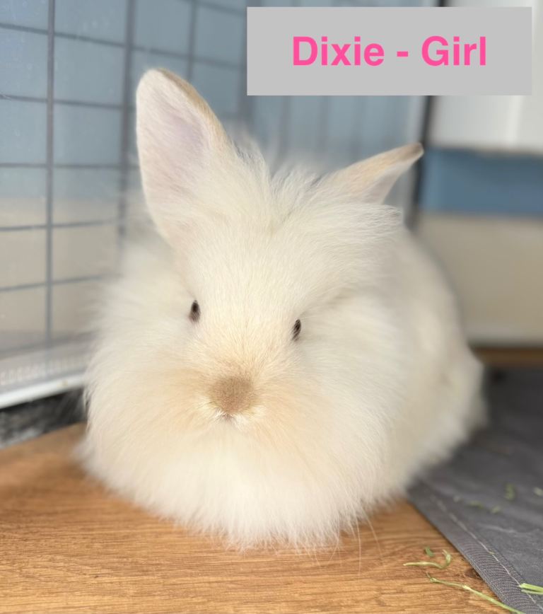 Double Maned Lionhead Babies 