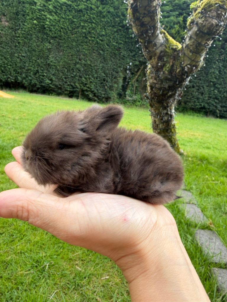 Pure Bred Mini Lop Rabbit 