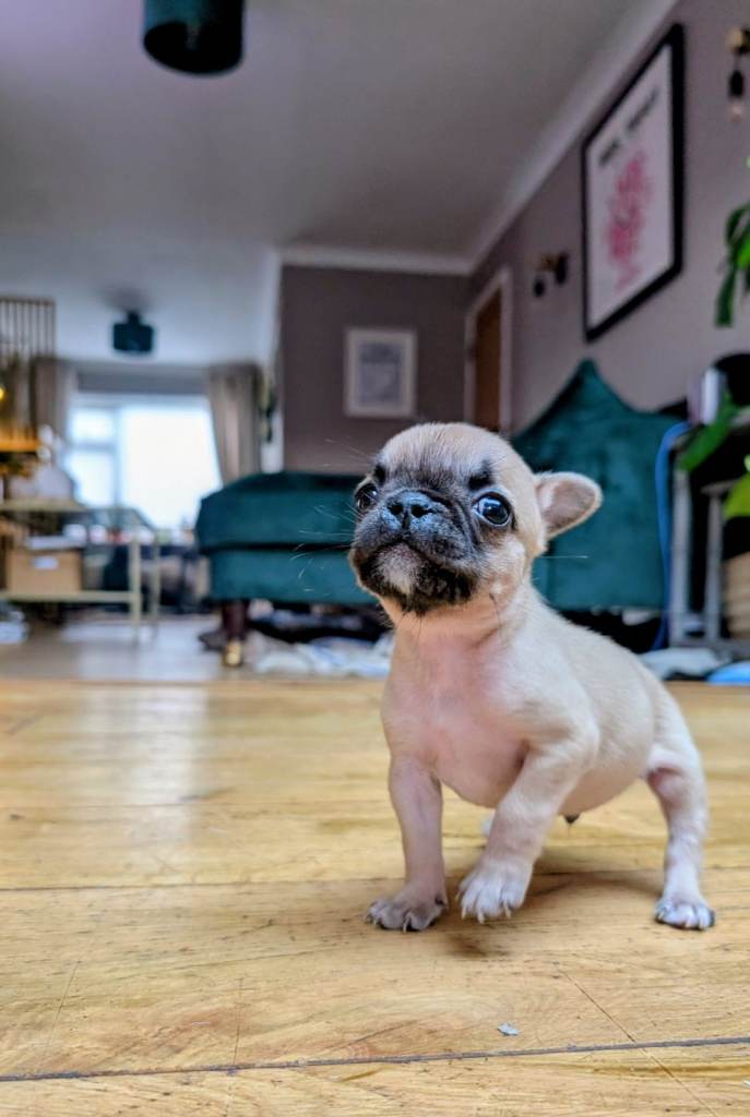 Last puppy remaining 80% french bulldog frenchie
