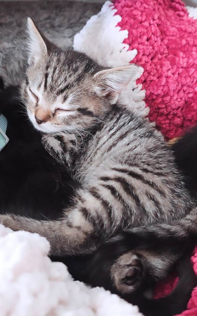 Kittens For Sale