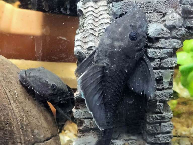 Male + Female L183 plecos 