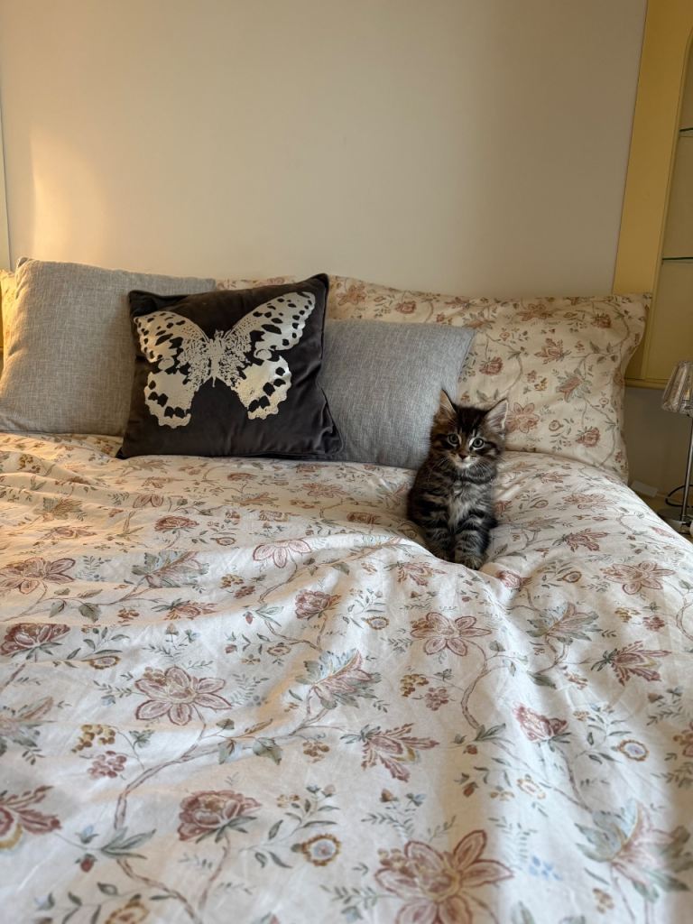 Maine coon cat 200£