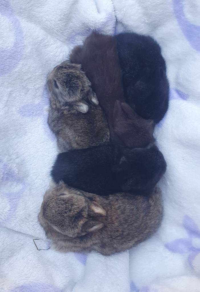 Netherland Dwarf Kits