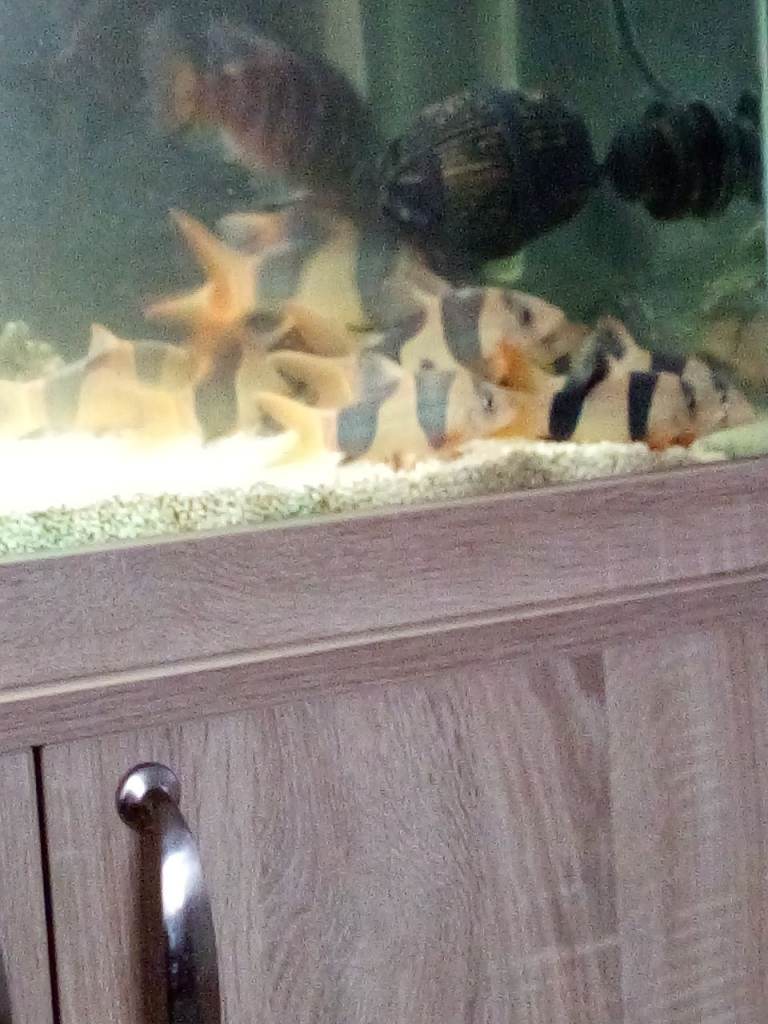 CLOWN LOACHES