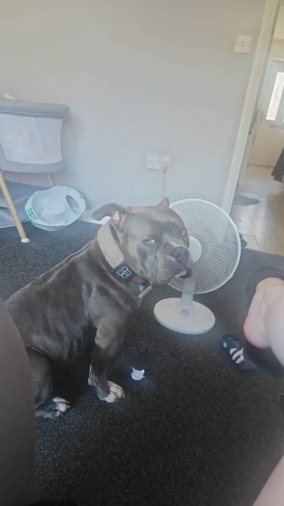 Female pocket bully 