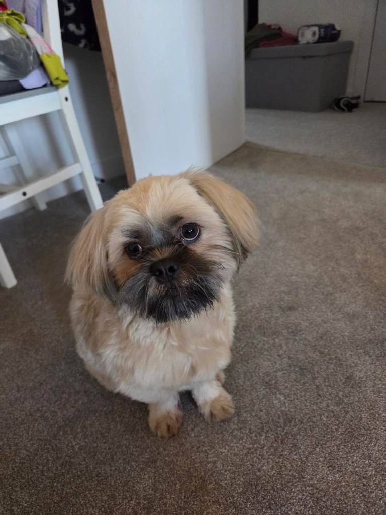Shih Tzu Puppy for Sale 