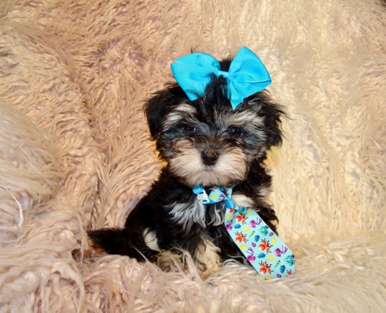Exquisite F1 Phantom Tricolour Maltese x Toy Poodle Maltipoo Boy Puppy