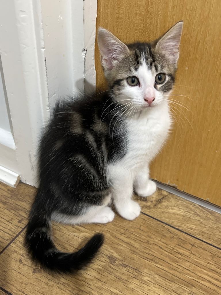 Cute and playful kitten 