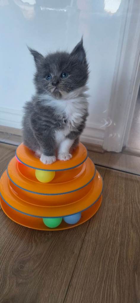 Pure Breed Mainecoon Kittens 