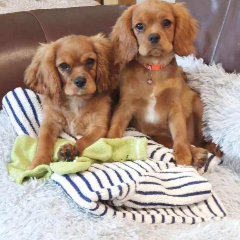 Ruby king charles pups 