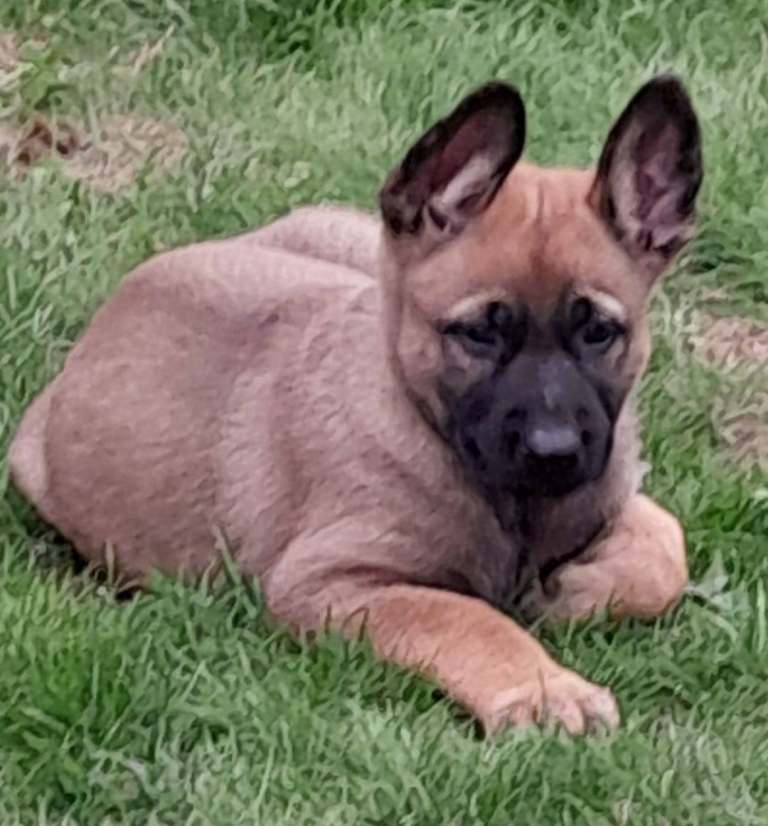 German Shepherd X Belgium Malinois (Shepinois) puppies 