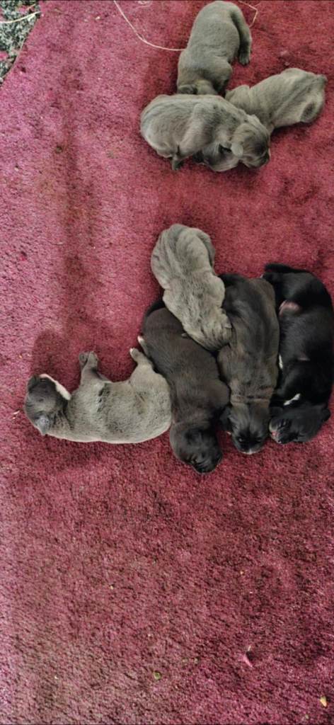 Cane corso pups 