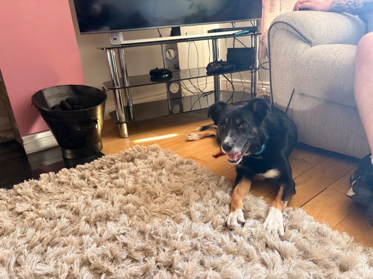 Collie x German Shepherd 