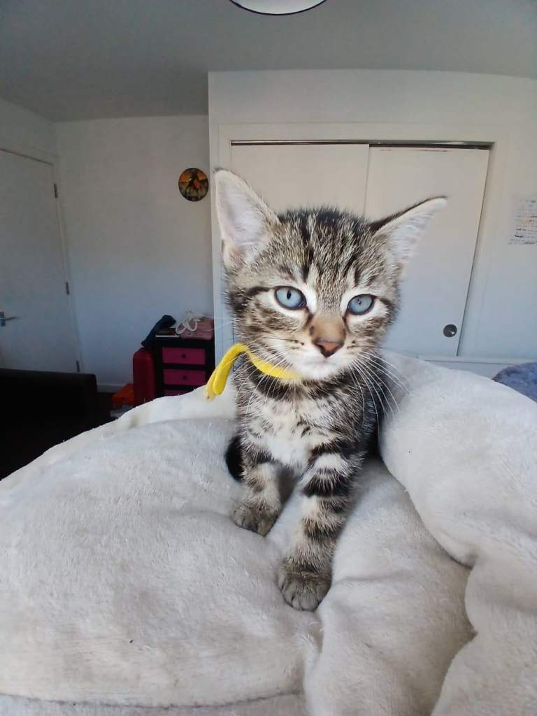A girl tabby for sale