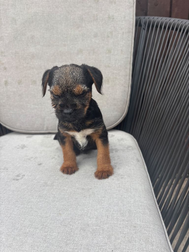 Adorable Border Terrier Puppy Looking for a Loving Home