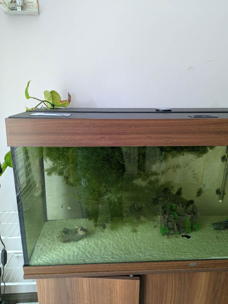 20 grams of snail free Hornwort 