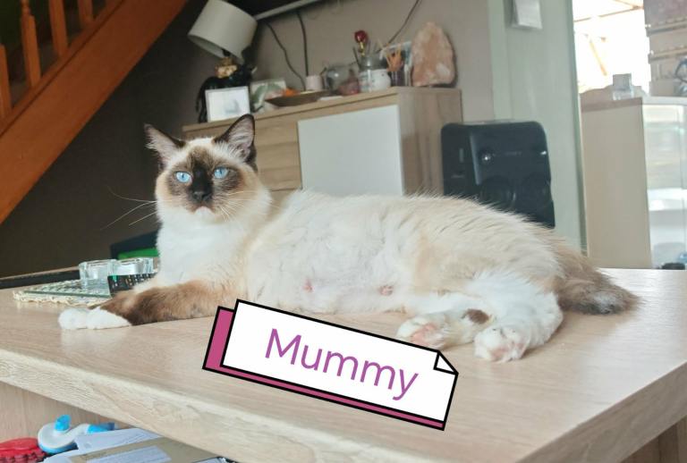 Beautifull ragdoll
