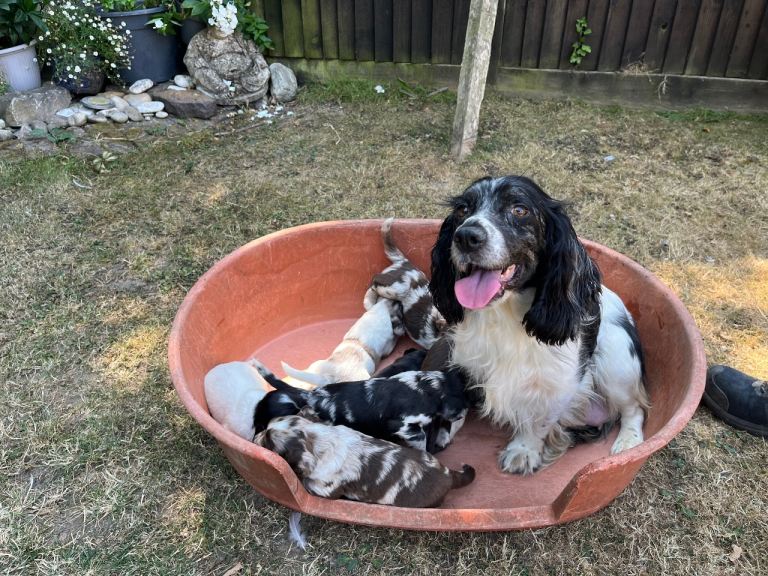 Cocker spaniel puppies 