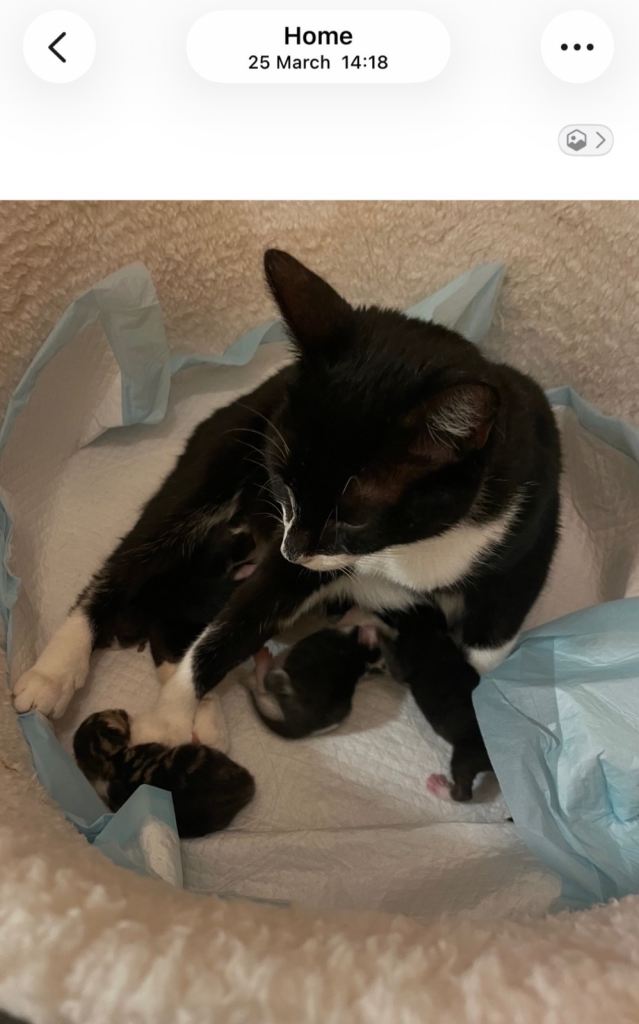 2 Male Kittens for Sale