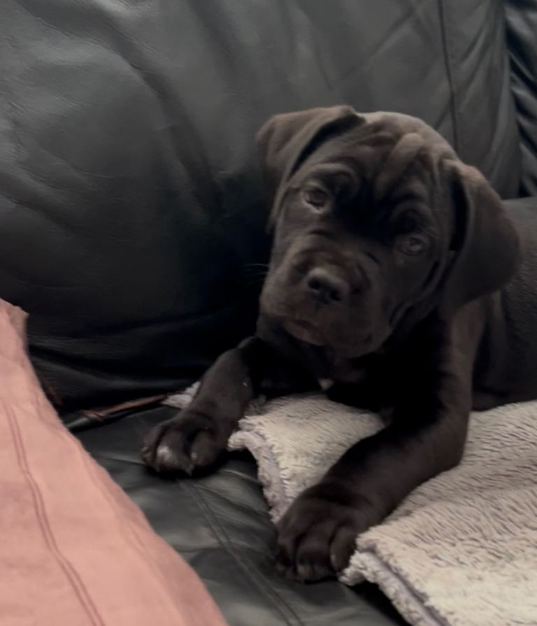 Cane corso puppies Leicester