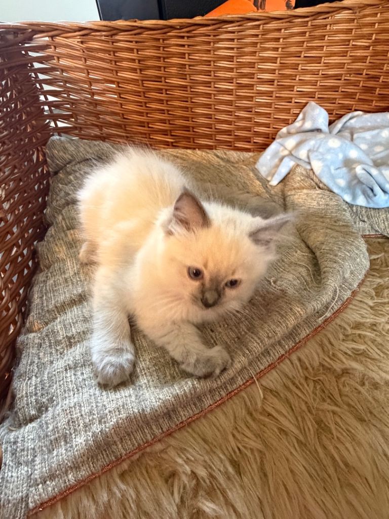 Ragdoll kittens 