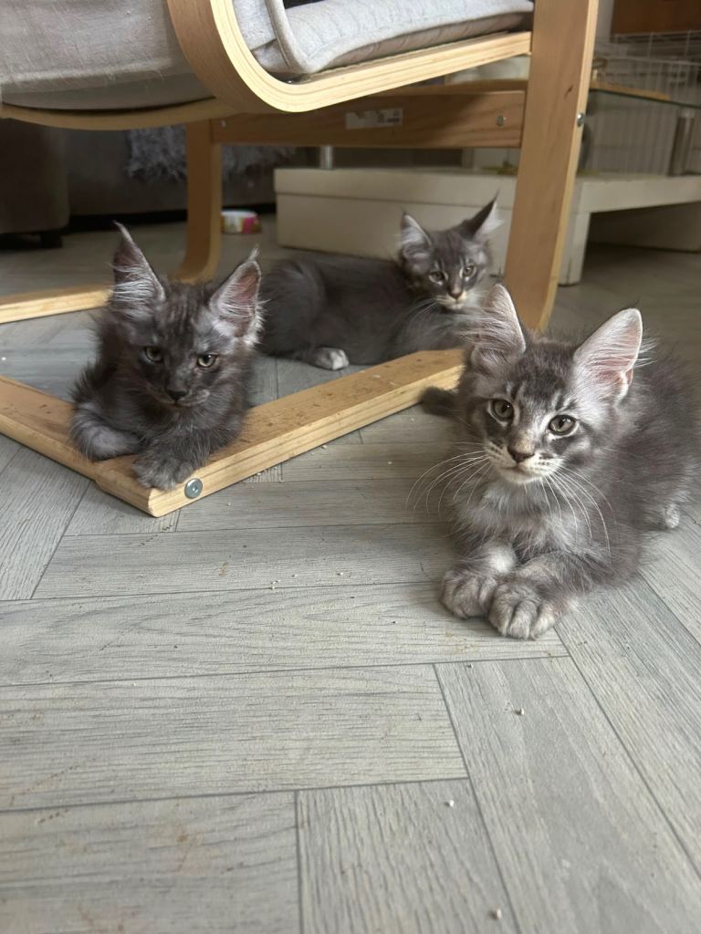 Mainecoon full breed male kittens