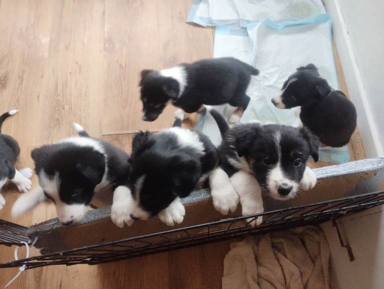 Border Collie pups