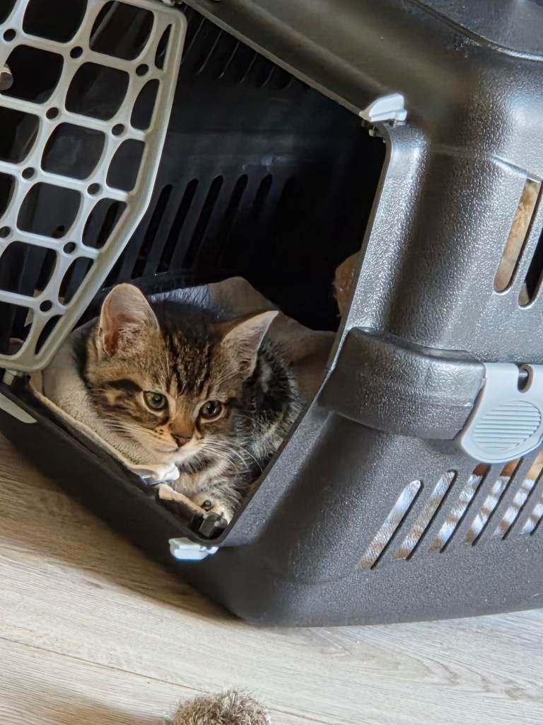 Kitten 