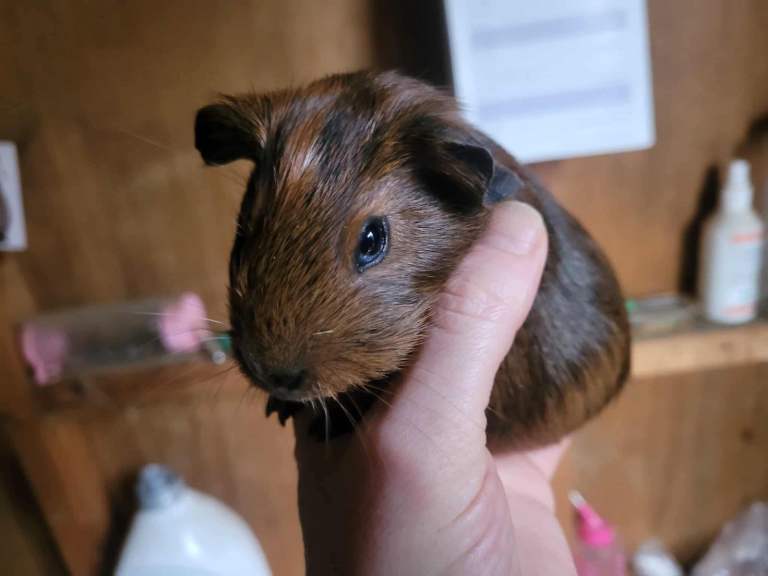 Baby Guineapig’s 