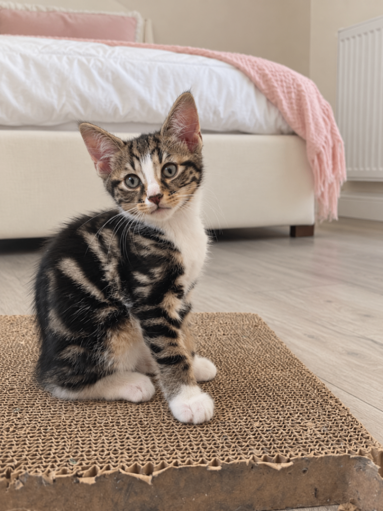 🐾 Adorable 8-Week-Old Kittens – 3 Boys 🐾