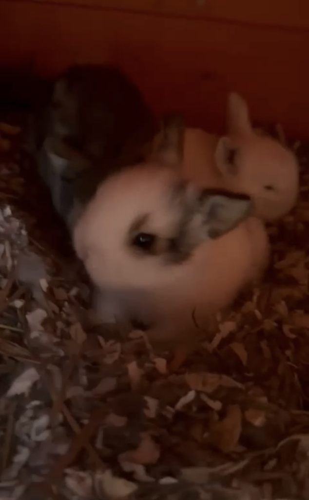 babies, will be available from February 2026