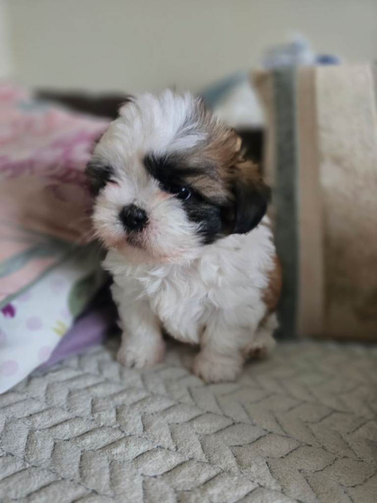 Female shihtzu 