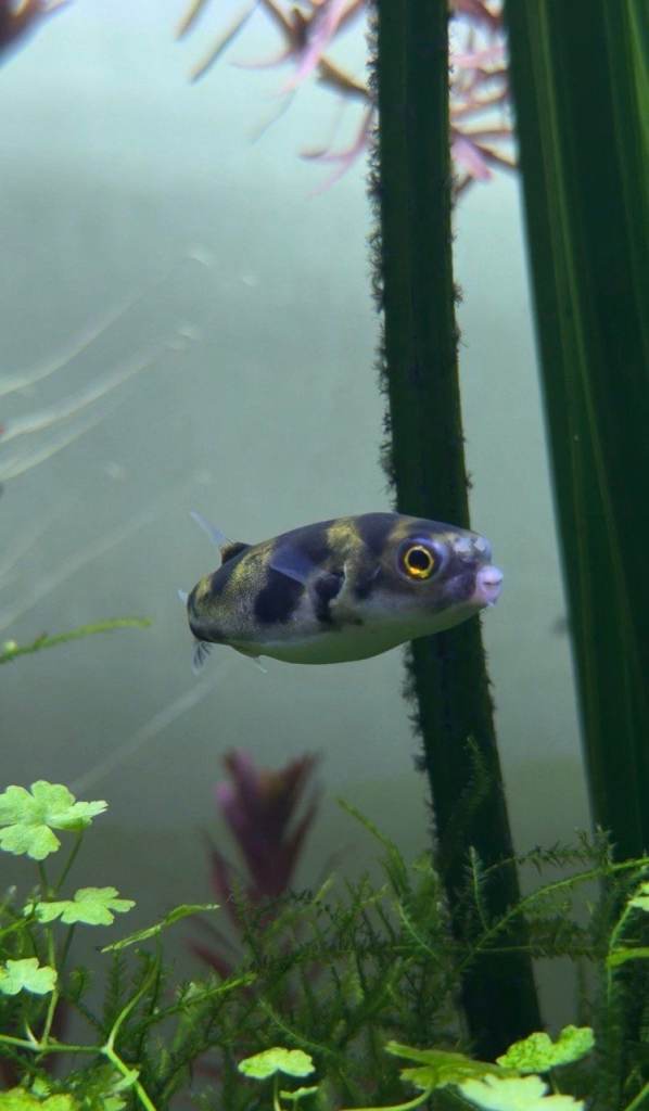 Amazon puffers and Bleeding Heart Tetras