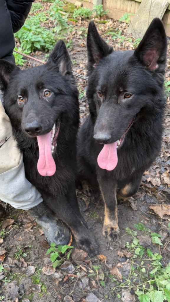 2Gorgeous Jet Black German Shepherd Boys