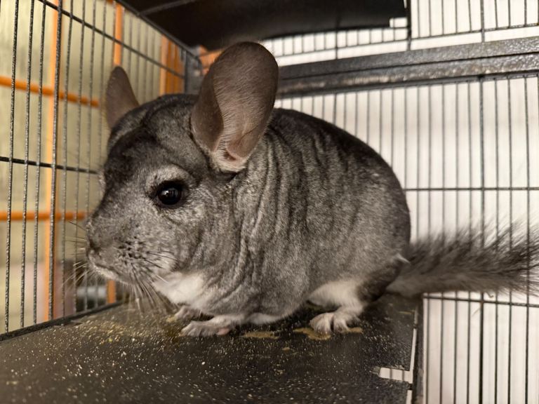 2 beautiful grey male chinchillas