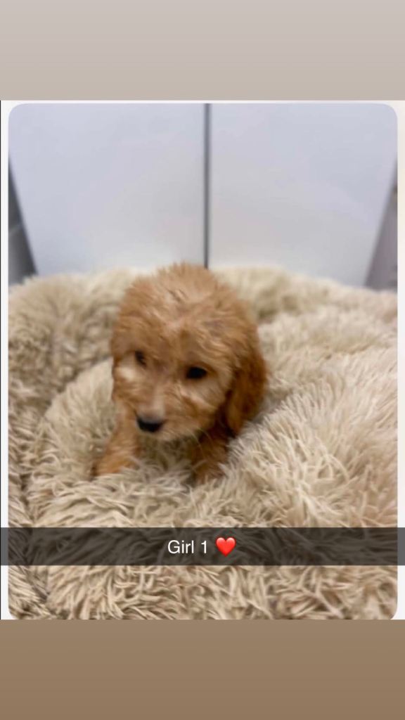 Cockerpoo puppy’s 