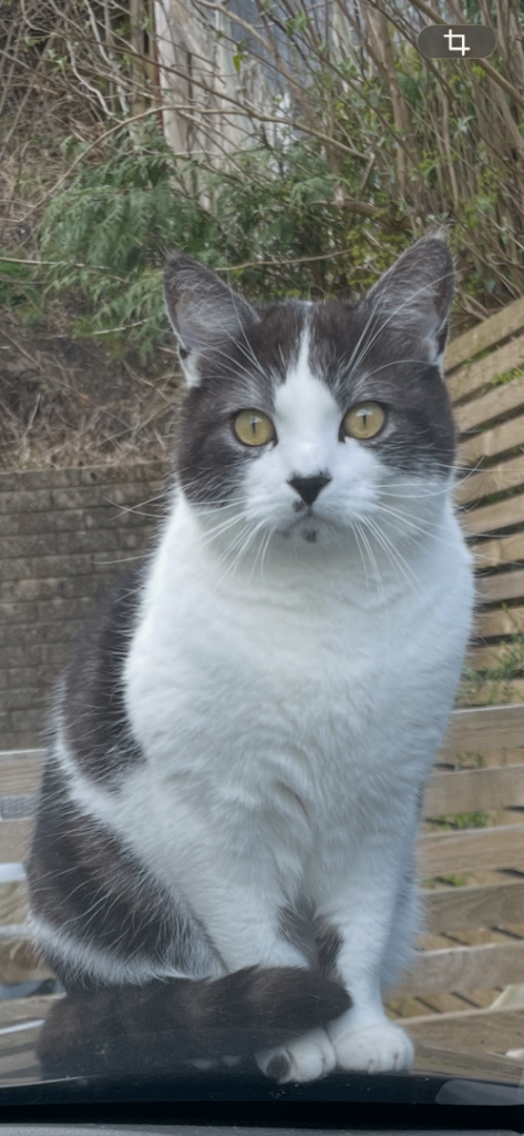 Adult Male Tabby/persian cat 