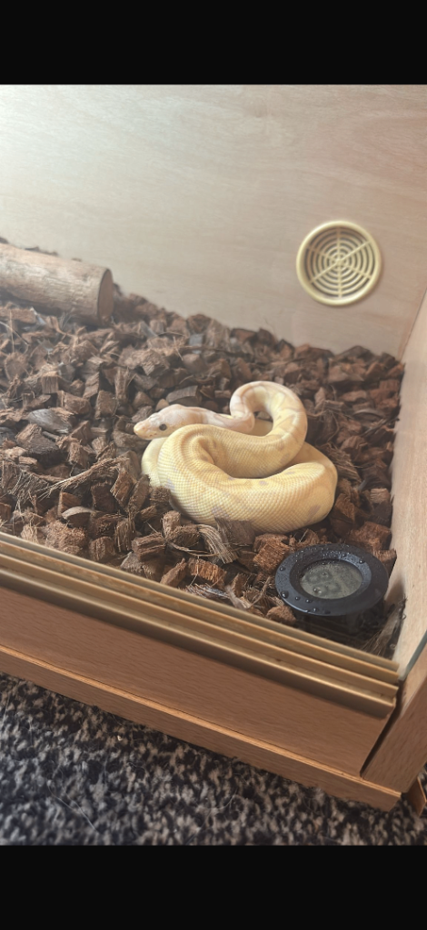 Ball python 