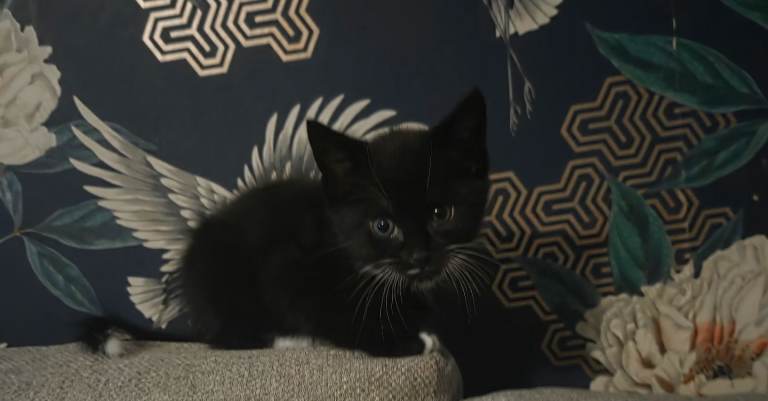  🐱 Loving Homes Wanted for 2 Male Kittens 🐱